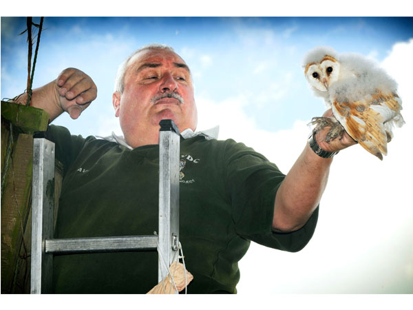 Aylesbury Vale barn owl project 